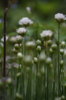 IMG_2264